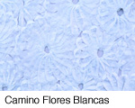 Camino Flores Blancas